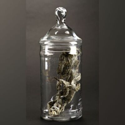 PACIFIC RIM - Small Kaiju Jar