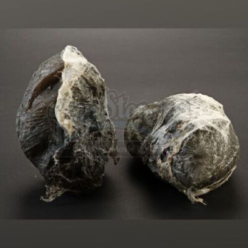 ENDER'S GAME - Dead Formic Eggs Lot 01