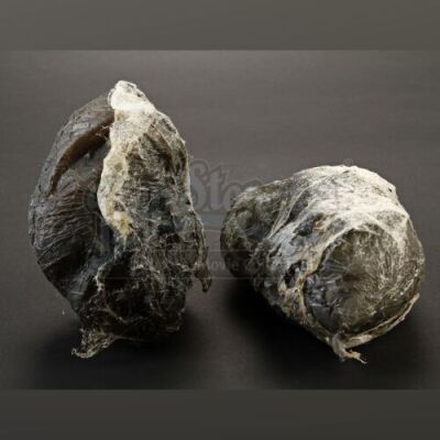 ENDER'S GAME - Dead Formic Eggs Lot 01