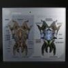 ENDER'S GAME - Formic Solider Head Diagram