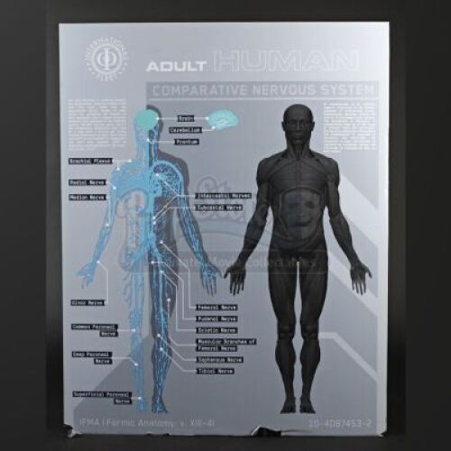 ENDER'S GAME - Adult Human Anatomy Diagram