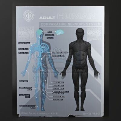 ENDER'S GAME - Adult Human Anatomy Diagram