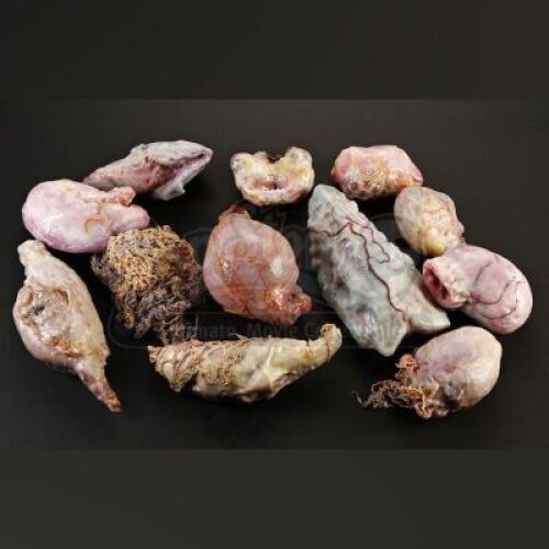 ENDER'S GAME - Formic Organ Lot