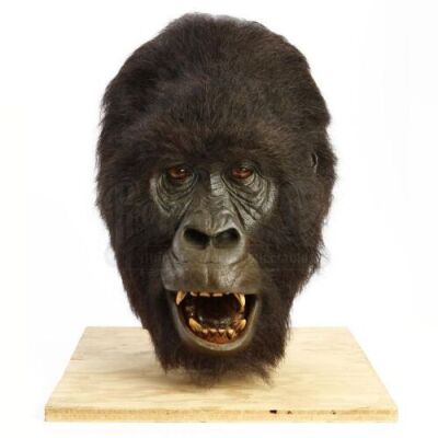 GORILLAS IN THE MIST (1988) - Animatronic Gorilla Head