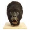 GORILLAS IN THE MIST (1988) - Animatronic Gorilla Head