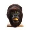 GORILLAS IN THE MIST (1988) - Digit (John Alexander) Head Skin
