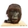 GORILLAS IN THE MIST (1988) - Simba R/C Head and Remote