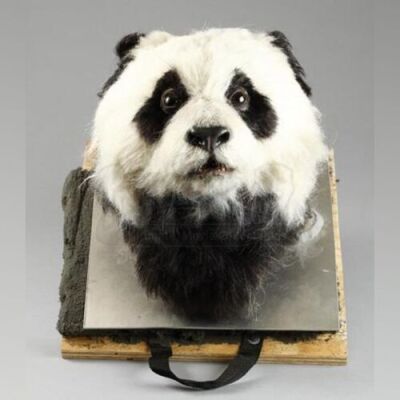 THE AMAZING PANDA ADVENTURE (1995) - Animatronic 'Dave' Panda Head