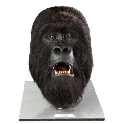 MIGHTY JOE YOUNG (1998) - Joe (John Alexander) Animatronic Stunt Head