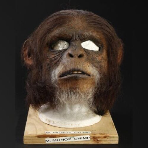 PLANET OF THE APES (2001) - Elder Chimp (Mark Munoz) Mask