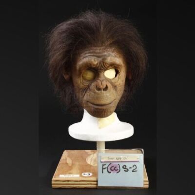 PLANET OF THE APES (2001) - Teenage Chimp (Anne Nevison) Mask