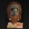 PLANET OF THE APES (2001) - Orangutan (Ben Hisoler) Mask