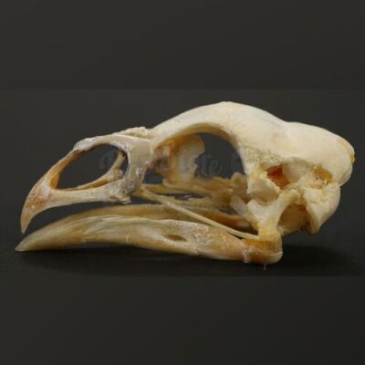 HANNIBAL - "Trou Normand" Chicken Skull Decoration Prop