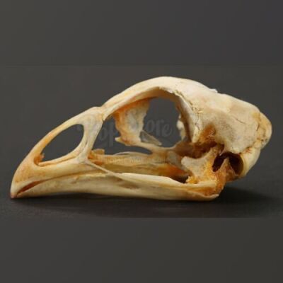 HANNIBAL - "Trou Normand" Chicken Skull Plate Decoration