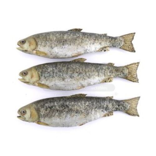 Lot # 189 - S3E01 Maquis: Three Will Bowman Fish