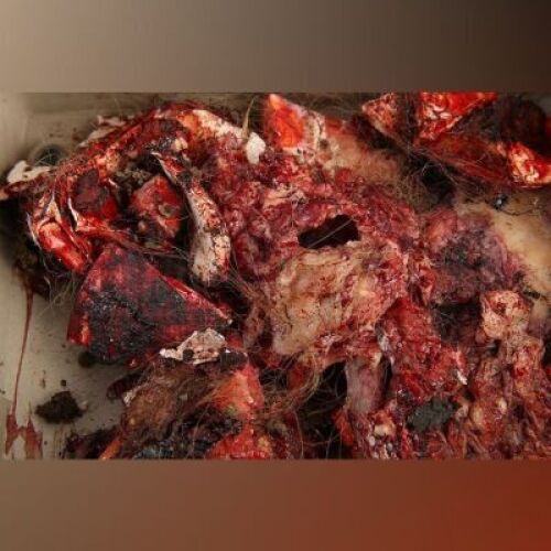 Red's Head Remains and Continuity Photos