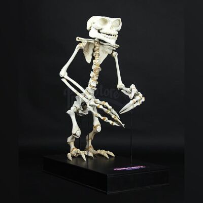 GREMLINS 2: THE NEW BATCH (1990) - Full-Size Gremlin Skeleton
