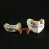 THE LOST BOYS (1987) - Max (Edward Herrmann) Upper and Lower Fangs on Teeth Casts