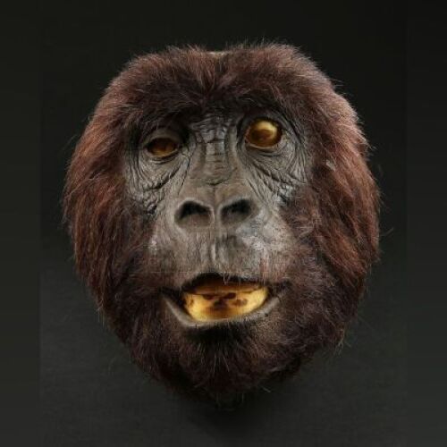 GORILLAS IN THE MIST (1988) - Simba Head Skin