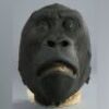 MIGHTY JOE YOUNG (1998) - Large &Atilde;&cent;&acirc;&sbquo;&not;&Euml;&oelig;Big Joe&Atilde;&cent;&acirc;&sbquo;&not;&acirc;&bdquo;&cent; Head Skin
