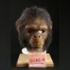 PLANET OF THE APES (2001) - Adult Chimp (Philip Damore) Mask