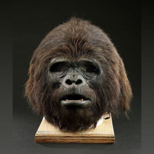 PLANET OF THE APES (2001) - Adult Gorilla (J. Calloway) Mask