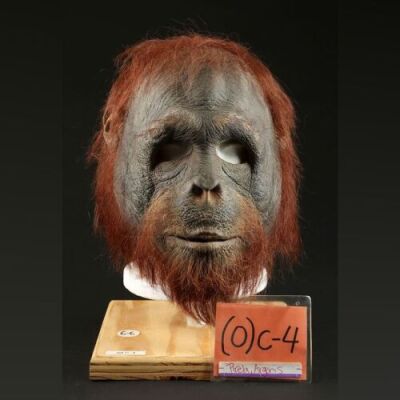 PLANET OF THE APES (2001) - Orangutan (Argenis Pirela) Mask