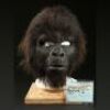 PLANET OF THE APES (2001) - Gorilla (Don Wilson) Mask