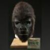 PLANET OF THE APES (2001) - Adult Gorilla Mask