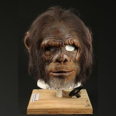 PLANET OF THE APES (2001) - Chimp (Simon Tipton) Mask