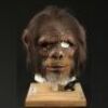 PLANET OF THE APES (2001) - Chimp (Simon Tipton) Mask