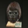 PLANET OF THE APES (2001) - Attar Stand-In Gorilla (Deryl Patterson) Mask