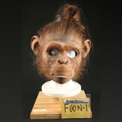 PLANET OF THE APES (2001) - Young Female Chimp (Susan Rucco) Mask