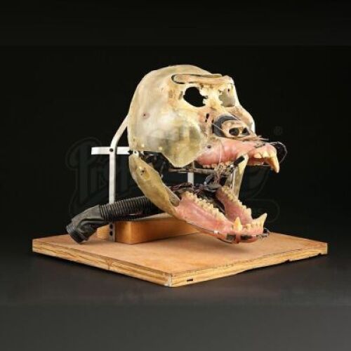 GORILLAS IN THE MIST (1988) - Servo-Operated Simba Underskull Mount