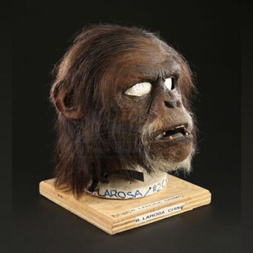 PLANET OF THE APES (2001) - Elder Chimp (Brian Larosa) Mask