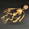 GREMLINS 2: THE NEW BATCH (1990) - Gremlin Skeleton