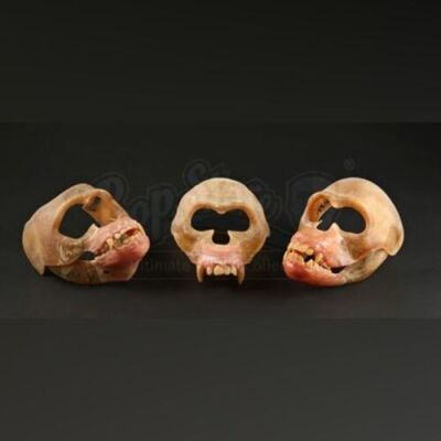 GREYSTOKE: THE LEGEND OF TARZAN, LORD OF THE APES (1984) - Lot of Ape Underskulls