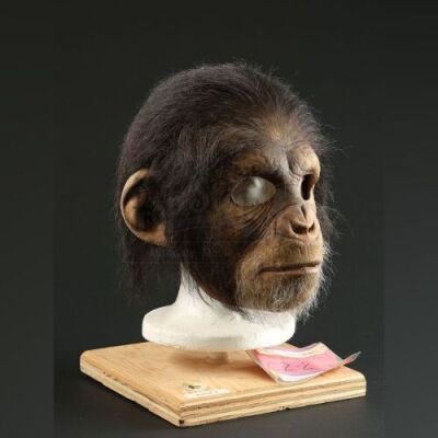 PLANET OF THE APES (2001) - Male Chimp Mask