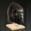 PLANET OF THE APES (2001) - Gorilla Mask