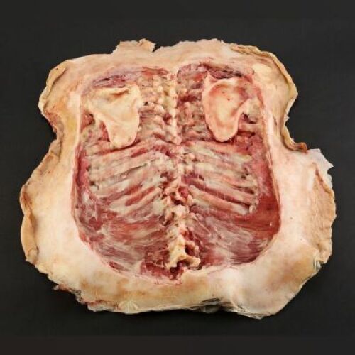 SEASON 1 EPISODE 5: "COQUILLES"<br> Angel Maker Skinned Back