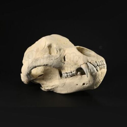 SEASON 2 EPISODE 9: "SHIIZAKANA"<br> Cave Bear Skull