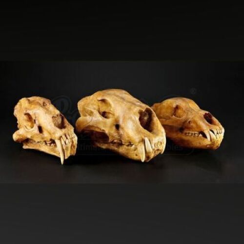 SEASON 2 EPISODE 9: "SHIIZAKANA"<br>Set of Three Cave Bear Skulls