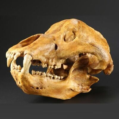 SEASON 2 EPISODE 9: "SHIIZAKANA"<br> Cave Bear Skull