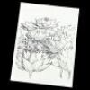 Lot # 834: Mary Walker's Flower Drawing