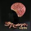 MEN IN BLACK 3 (2012) - Rick Baker Brain Alien Test with Fingers
