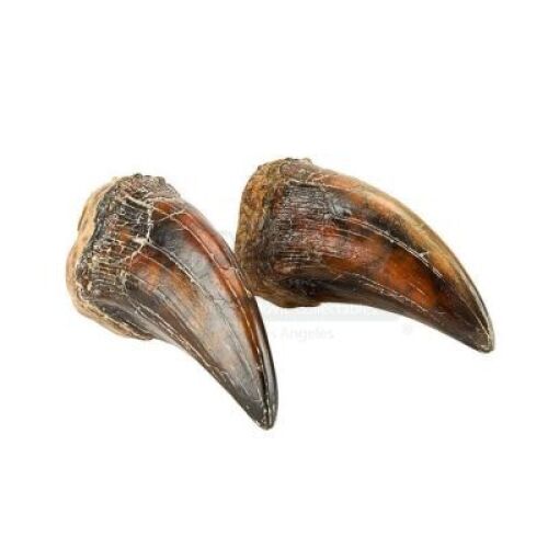 Lot #459 - JURASSIC PARK (1993) - Pair of Tyrannosaurus Rex Claws