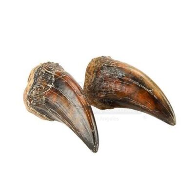 Lot #459 - JURASSIC PARK (1993) - Pair of Tyrannosaurus Rex Claws