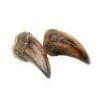 Lot #459 - JURASSIC PARK (1993) - Pair of Tyrannosaurus Rex Claws
