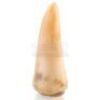 Lot #460 - JURASSIC PARK (1993) - "L7" Tyrannosaurus Rex Tooth