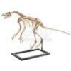 Lot #472 - JURASSIC WORLD: FALLEN KINGDOM (2018) - Diorama Room Five-foot-Nine Velociraptor Skeleton